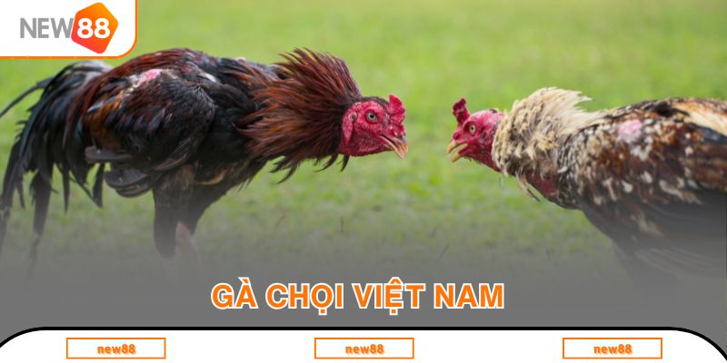gà chọi Việt Nam